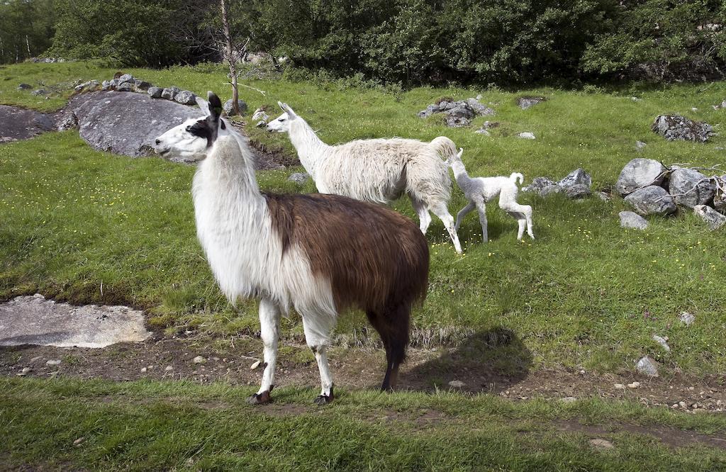Westeras Gard Geiranger Eksteriør billede